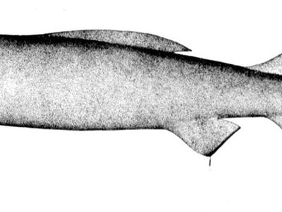 Velvet Lantern Shark