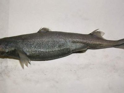 Velvet Lanternshark