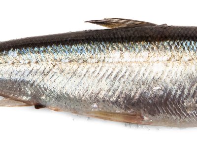 Vendace