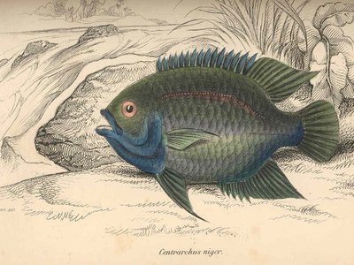 Venezuelan Cichlid