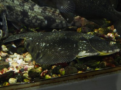 Verasper