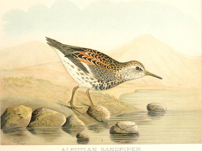 Vermiculate Sole