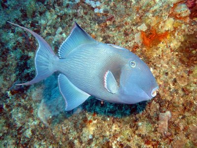Vermiculate Triggerfish