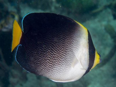 Vermiculated Angelfish