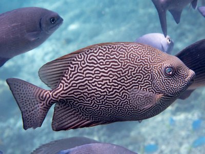 Vermiculated Rabbitfish