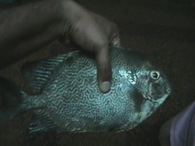 Vermiculated Spinefoot