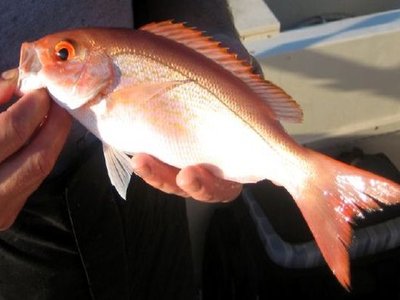 Vermilion Snapper