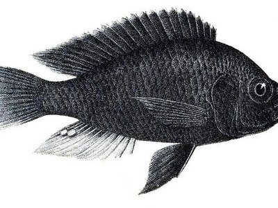 Victoria Mouthbrooder