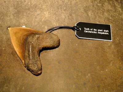 Victoria Shark
