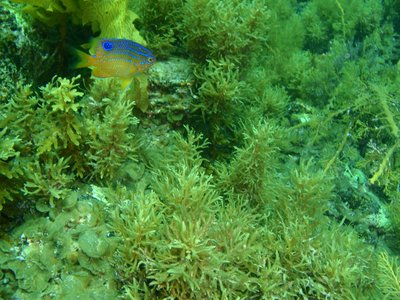 Victorian Scalyfin