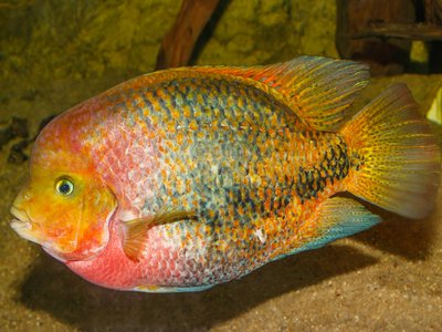 Vieja Cichlid