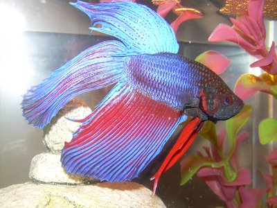 Vietnamese Betta