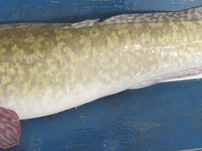 Vietnamese Burbot