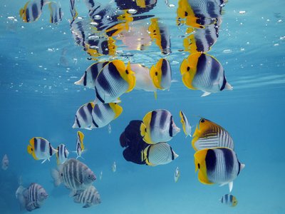 Vietnamese Butterflyfish