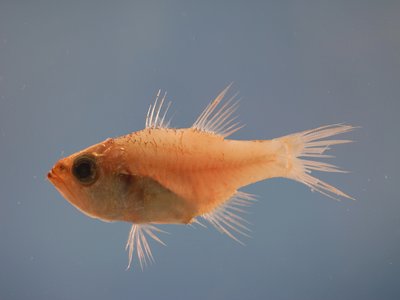 Vietnamese Cardinalfish