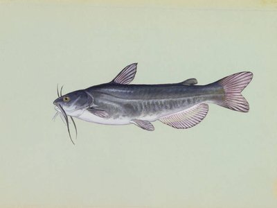 Vietnamese Catfish