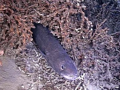Vietnamese Conger