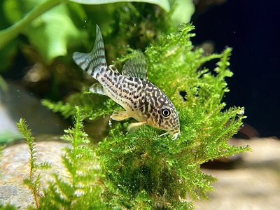 Vietnamese Corydoras