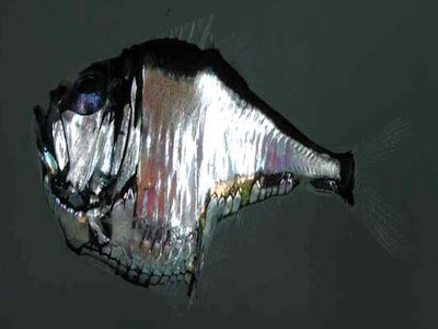 Vietnamese Hatchetfish