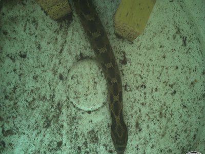 Vietnamese Hognose