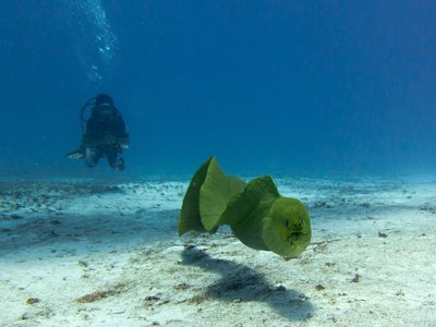 Vietnamese Moray Eel