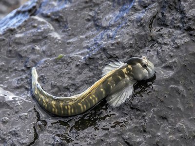 Vietnamese Mudskipper