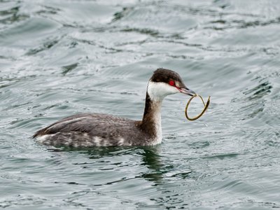 Vietnamese Pipefish