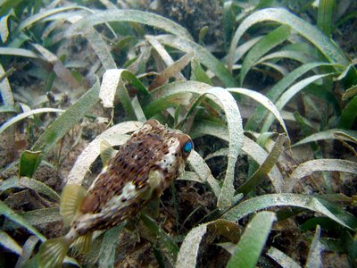 Vietnamese Pufferfish