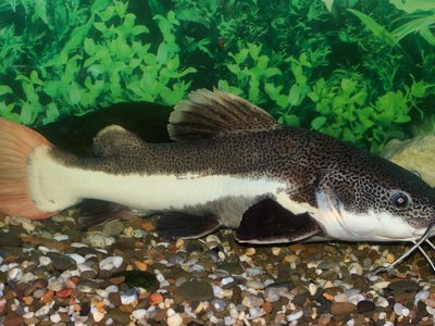 Vietnamese Redtail Catfish