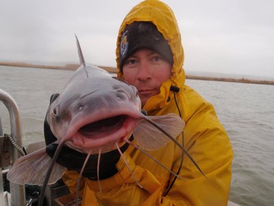 Vietnamese River Catfish