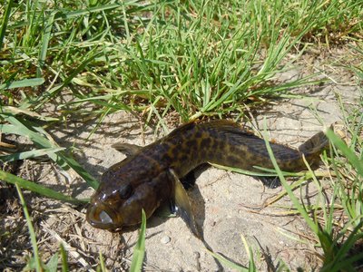 Vietnamese River Goby