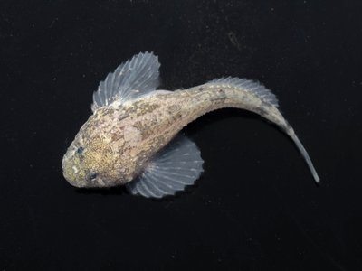Vietnamese Sculpin