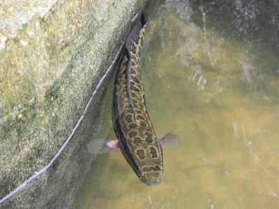 Vietnamese Snakehead
