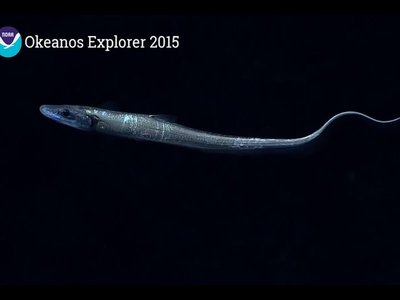 Vietnamese Spiny Eel