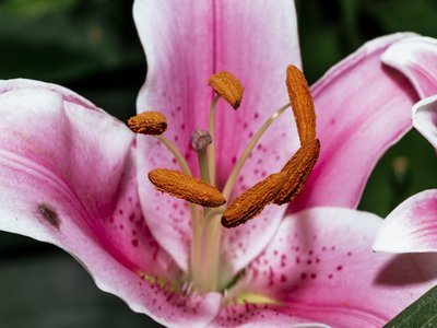 Vietnamese Stargazer