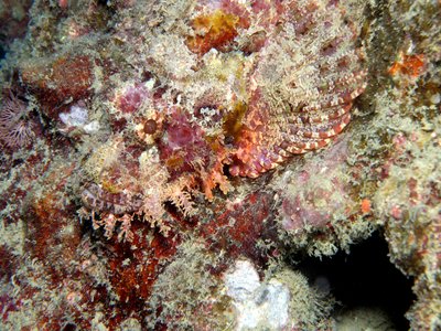 Vietnamese Stonefish