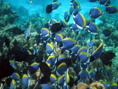 Vietnamese Surgeonfish