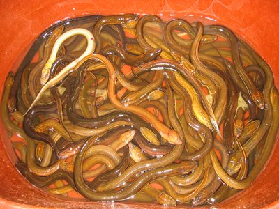Vietnamese Swamp Eel