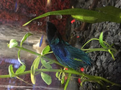 Vietnamese Tetra