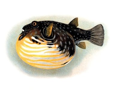 Vietnamese Tetraodon