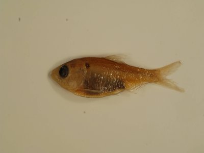 Vietnamese Threadfin