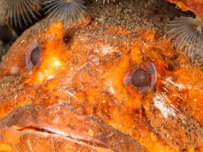 Vietnamese Toadfish