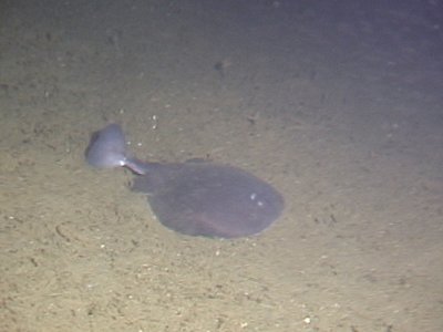 Vietnamese Torpedo Ray