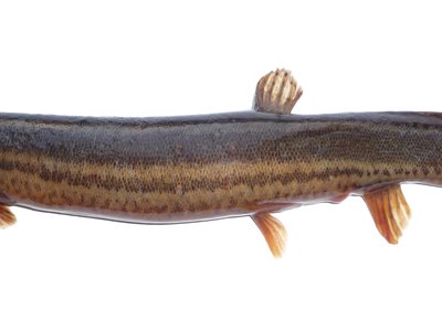Vietnamese Weather Loach
