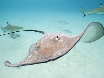 Vietnamese Whipray