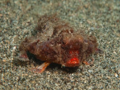 Vincent Batfish