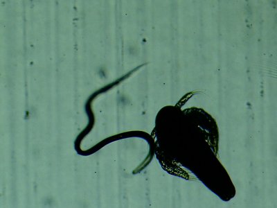 Vinegar Eel
