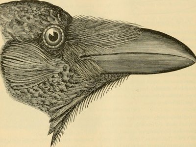 Violet Croaker