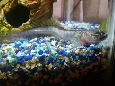 Violet Goby