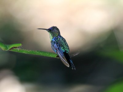Violet Perch